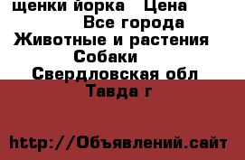 щенки йорка › Цена ­ 15 000 - Все города Животные и растения » Собаки   . Свердловская обл.,Тавда г.